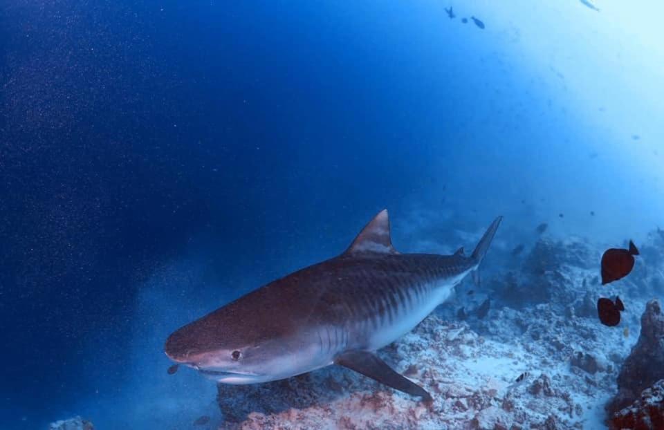 Endhaa, Divers Home Fuvahmulah Екстериор снимка