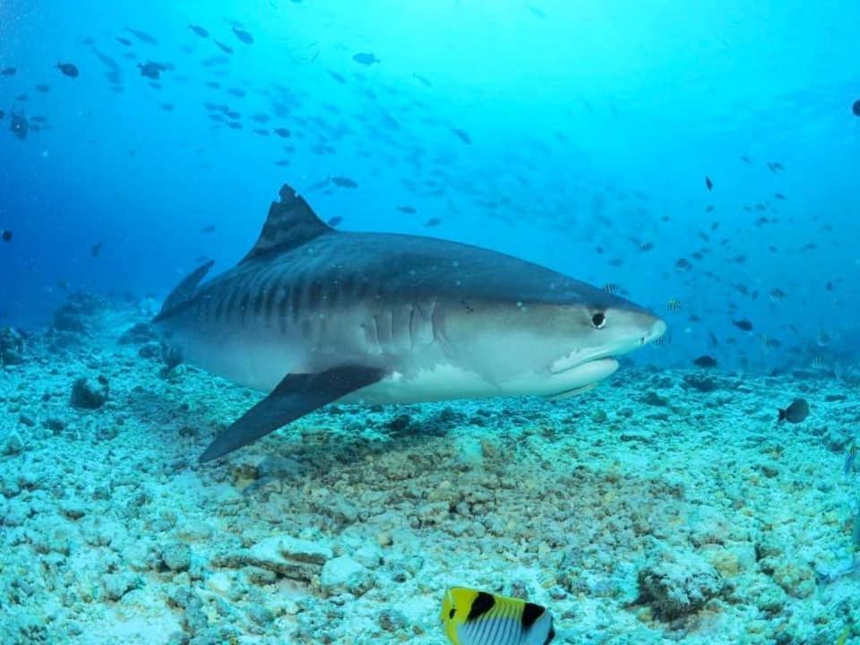 Endhaa, Divers Home Fuvahmulah Екстериор снимка