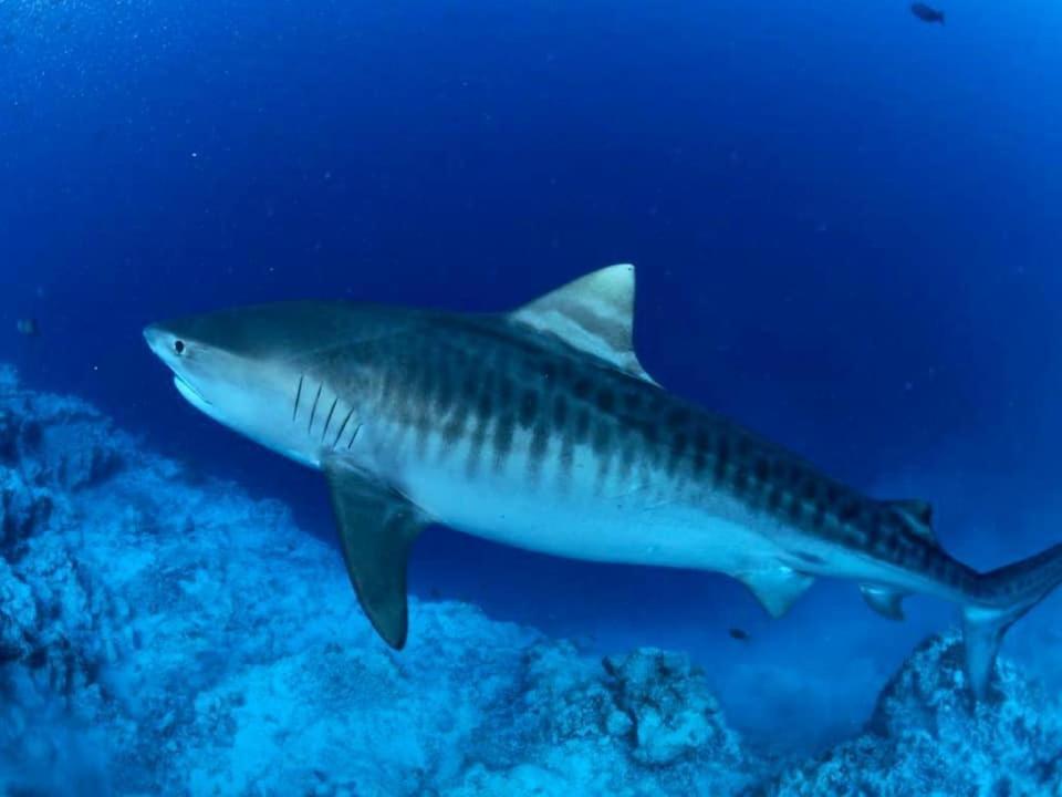 Endhaa, Divers Home Fuvahmulah Екстериор снимка